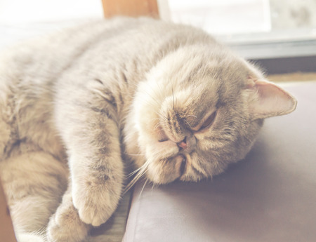 cat , vintage tone colorの写真素材