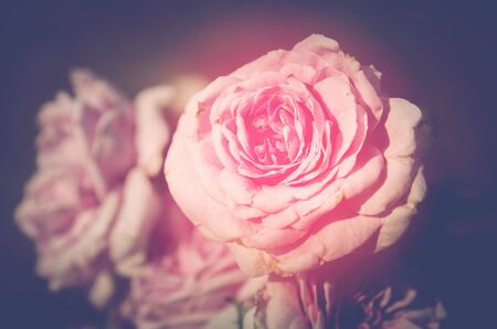 rose in garden , color filter tone process , soft focusの写真素材
