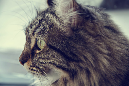 american curl cat looking outside , vintage filtter toneの写真素材