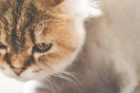 cat , vintage tone colorの写真素材