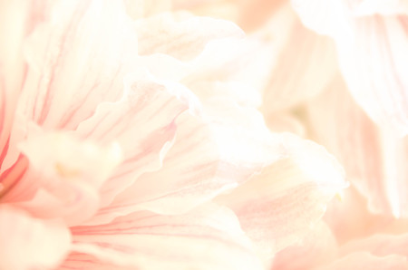 abstract nature flower background, color filterの写真素材