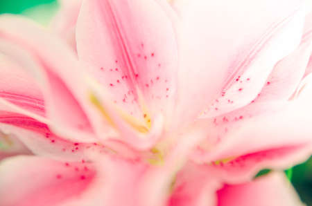 romance lilly flower sweet color backgroundの写真素材