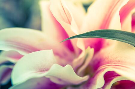 romance lilly flower sweet color backgroundの写真素材