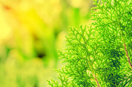 leaf blurred backgroundの写真素材