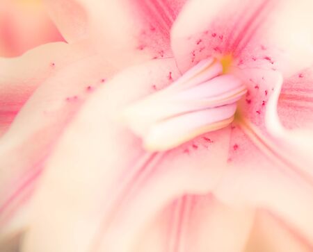 lily in color sweet toneの写真素材