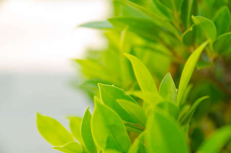leaf blurred backgroundの写真素材