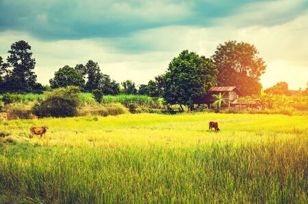 blurre vintage countrysideの写真素材