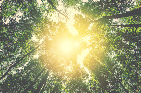 forest in vintage tone colorの写真素材
