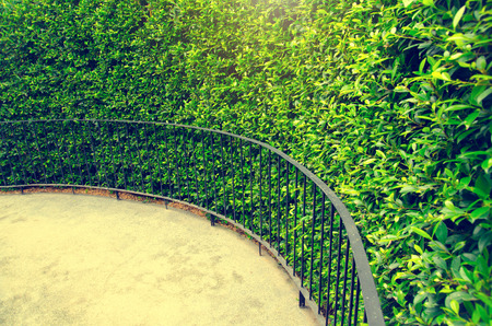 green garden wallの写真素材