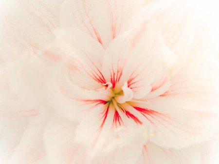 sweet lilly flower romance backgroundの写真素材