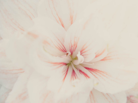 sweet lilly flower romance backgroundの写真素材