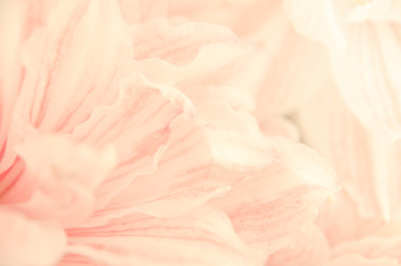sweet lilly flower romance backgroundの写真素材
