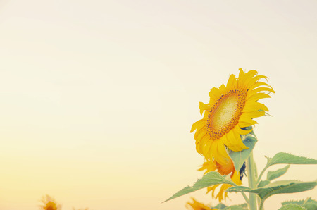 vintage sunflower