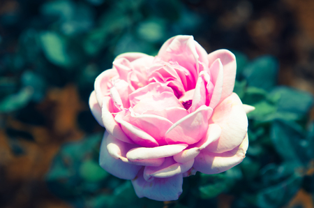 rose in garden , color filter tone processの写真素材
