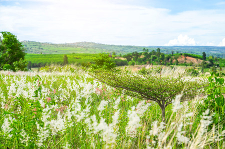 Cloudy day with green filed meadow landscape with blurred  mountain backgroundの写真素材