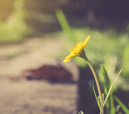 yellow chamomile flowers on green grass, shot from directly above. Image filtered in faded, retro, nostalgic, vintage spring concept. Floral texture.の写真素材