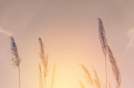 flower grass at relax morning time :soft focus , color filter nature backgroundの写真素材