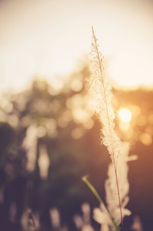 flower grass at relax morning time :soft focus , color filter nature backgroundの写真素材