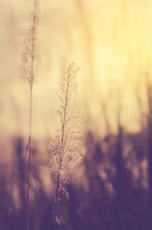 Vintage photo of dandelion field in sunsetの写真素材