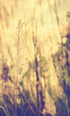 Vintage photo of dandelion field in sunsetの写真素材