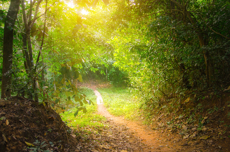 Forest with sunlight. The sun rays through branches of treesの写真素材