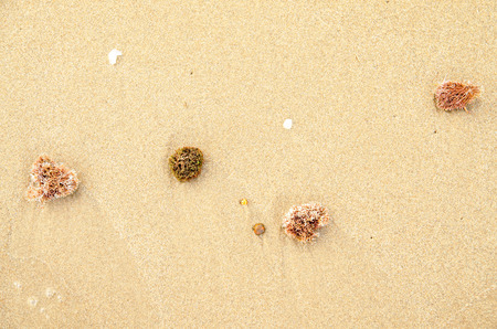 Skeleton of a stony coral on the sand beachの写真素材