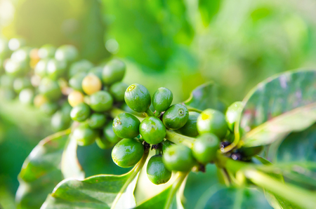 closeup of coffee berries growing on branchesの写真素材