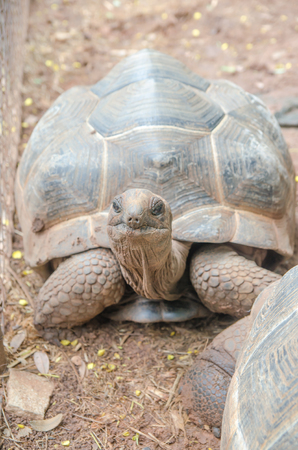 Turtles on the groundの写真素材
