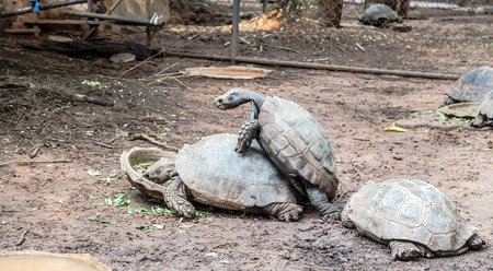 Turtles on the groundの写真素材