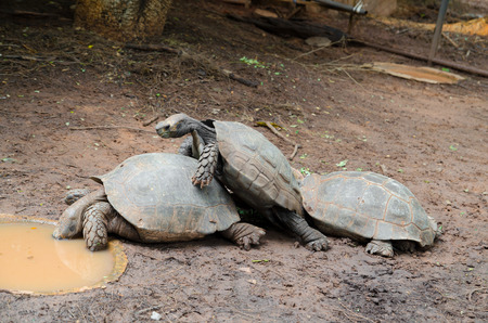 Turtles on the groundの写真素材