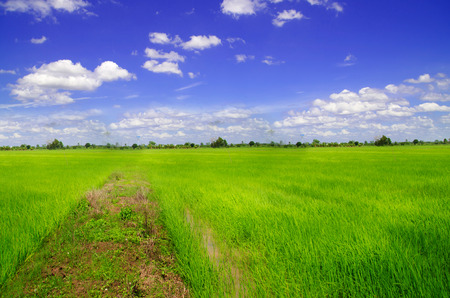 rice field landscape with blue sky and cloudの写真素材