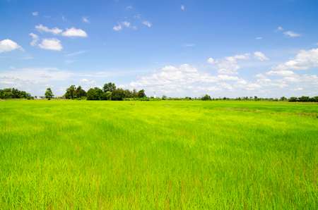 rice field landscape with blue sky and cloudの写真素材
