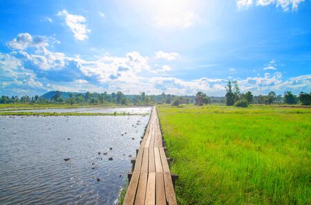 rice field landscape with blue sky and cloudの写真素材