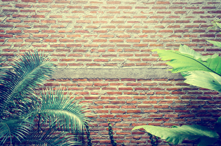 Natural frame of tree growing on the old brick wallの写真素材