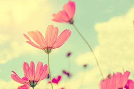 Cosmos flowers blooming in the gardenの写真素材
