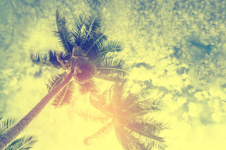 Palm trees against blue sky.の写真素材