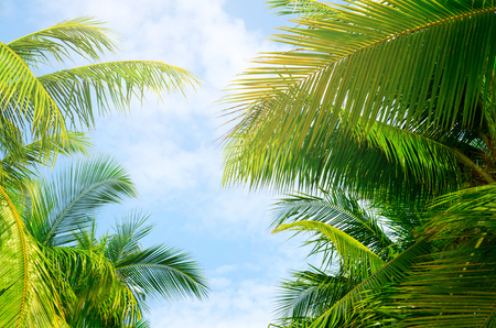 Palm trees against blue sky.の写真素材