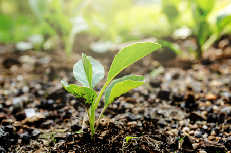 Growing Young Green Seedling Sprouts in Cultivated Agricultural Farm Field, Selective Focus with Shallow Depth of Fieldの写真素材