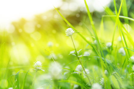 Grass. Fresh green spring grass with dew drops closeup. Sun. Soft Focus. Abstract Nature Backgroundの写真素材