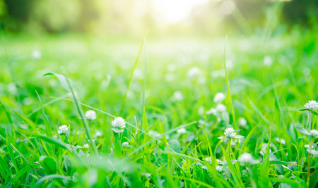 Grass. Fresh green spring grass with dew drops closeup. Sun. Soft Focus. Abstract Nature Backgroundの写真素材