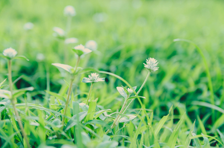 Grass. Fresh green spring grass with dew drops closeup. Sun. Soft Focus. Abstract Nature Backgroundの写真素材