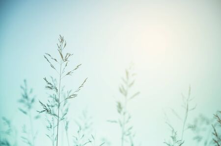 Wild field of grass on sunset, soft sun rays, warm toning, lens flaresの写真素材
