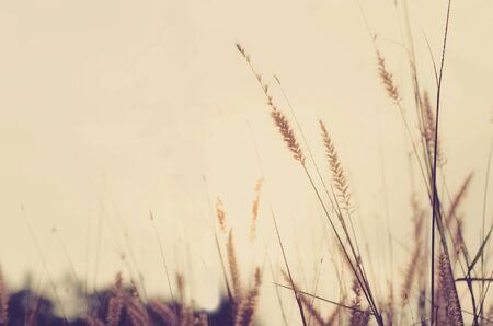Vintage photo of dandelion field in sunsetの写真素材