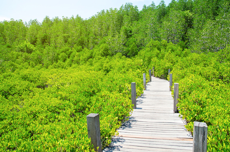 wood walk way in to the fresh green forestの写真素材