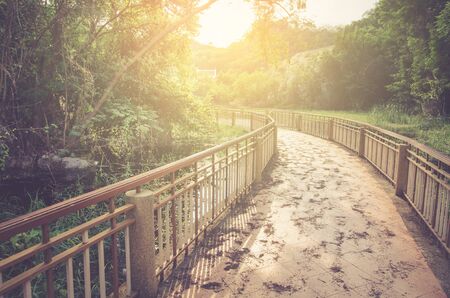 Vintage photo of dandelion field in sunsetの写真素材