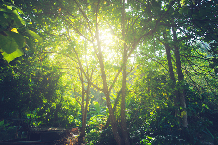 Forest with sunlight. The sun rays through branches of treesの写真素材