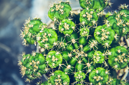 cactus in pot on wall decoration homeの写真素材