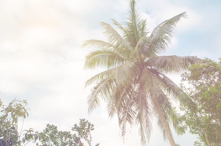 Palm trees against blue sky.の写真素材