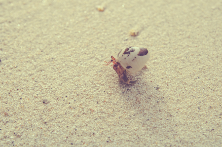 hermit crab on sand beachの写真素材