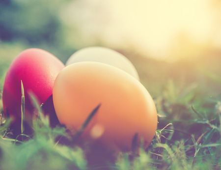Easter eggs on green grass. Spring holidays conceptの写真素材